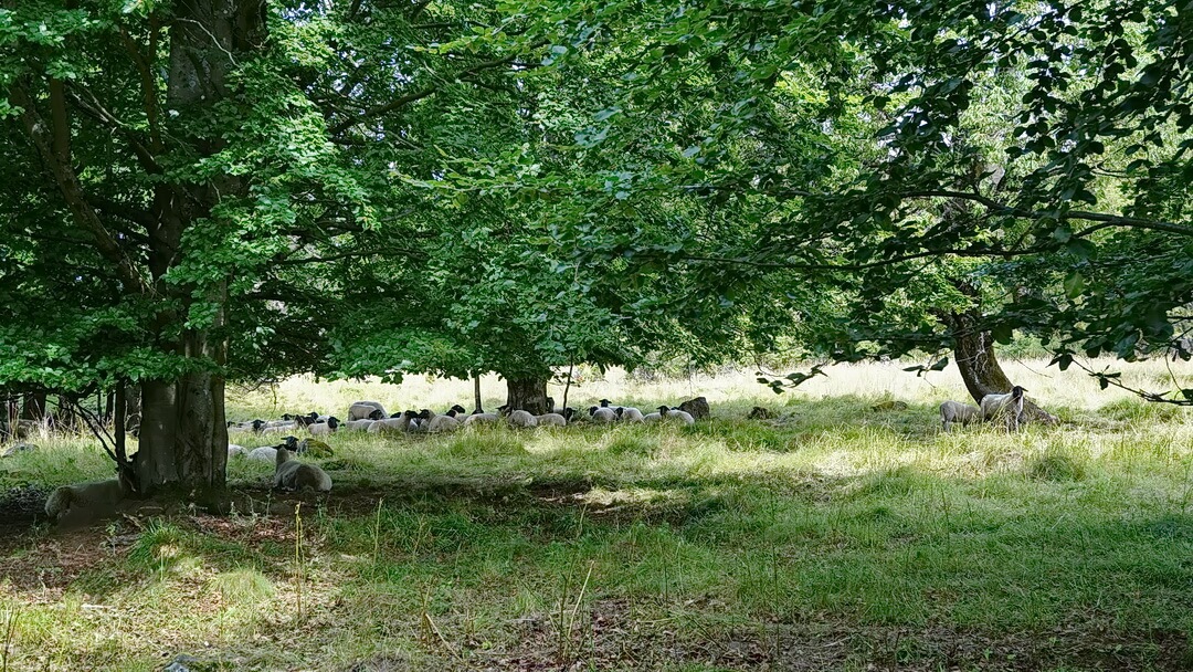 Rhönschafe am Wegesrand